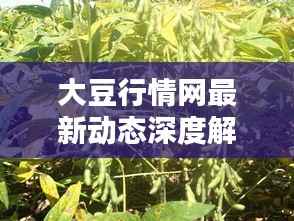 大豆行情网最新动态深度解析与趋势预测