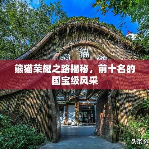 熊猫荣耀之路揭秘,前十名的国宝级风采