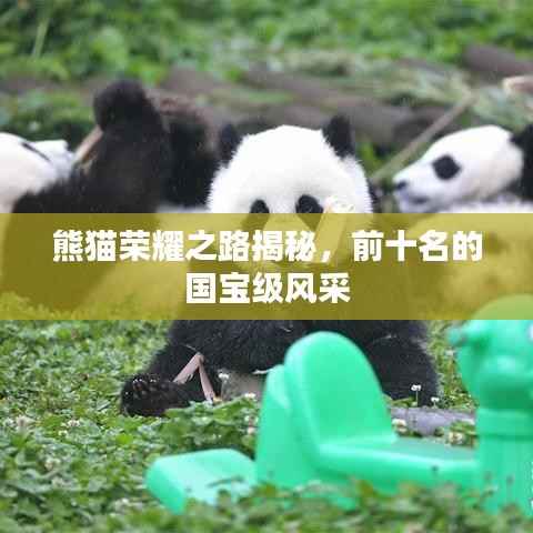 熊猫荣耀之路揭秘,前十名的国宝级风采