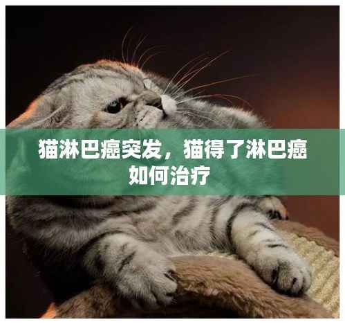 猫淋巴癌突发,猫得了淋巴癌如何治疗