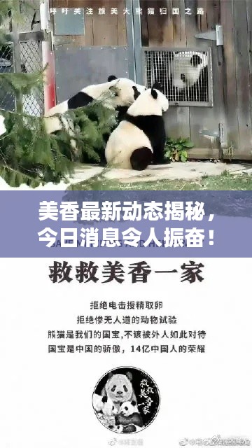美香最新动态揭秘,今日消息令人振奋!