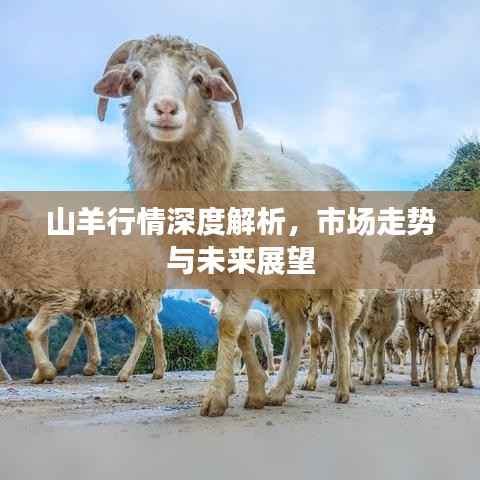 山羊行情深度解析,市场走势与未来展望