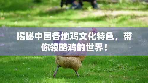 揭秘中国各地鸡文化特色,带你领略鸡的世界!